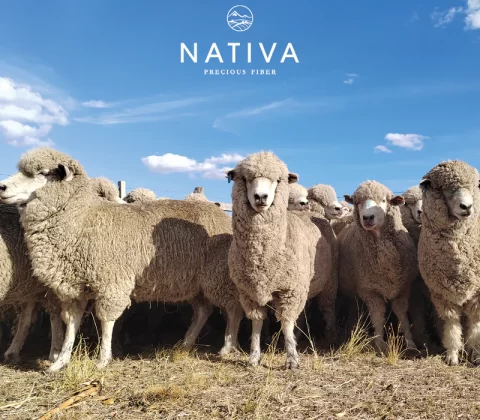 NATIVA_2ea0251f-9617-46fc-a7e9-aec2e876e7b0